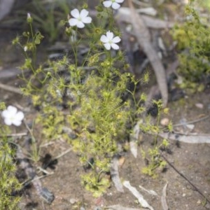 Drosera gunniana at Bruce, ACT - 13 Oct 2020 11:44 AM