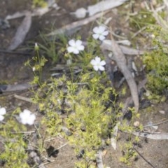 Drosera gunniana at Bruce, ACT - 13 Oct 2020