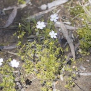 Drosera gunniana at Bruce, ACT - 13 Oct 2020