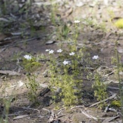 Drosera gunniana at Bruce, ACT - 13 Oct 2020 11:44 AM