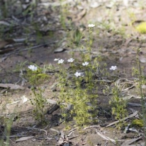 Drosera gunniana at Bruce, ACT - 13 Oct 2020