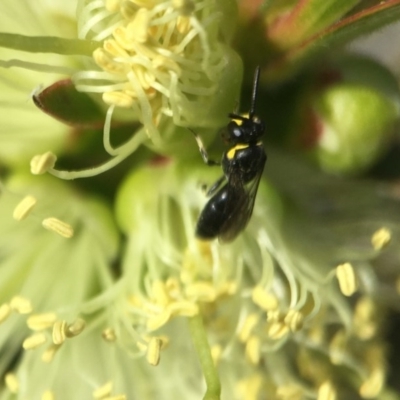 Hylaeus (Gnathoprosopoides) bituberculatus (Hylaeine colletid bee) at Red Hill, ACT - 2 Nov 2020 by PeterA