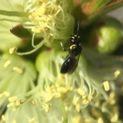 Hylaeus (Gnathoprosopoides) bituberculatus (Hylaeine colletid bee) at Red Hill, ACT - 2 Nov 2020 by PeterA