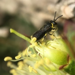 Hylaeus (Gnathoprosopoides) bituberculatus at Red Hill, ACT - 2 Nov 2020 04:14 PM