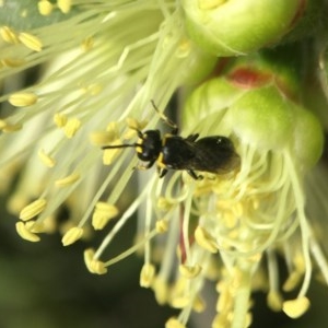 Hylaeus (Gnathoprosopoides) bituberculatus at Red Hill, ACT - 2 Nov 2020 04:14 PM