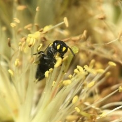 Hylaeus (Gnathoprosopoides) bituberculatus (Hylaeine colletid bee) at Acton, ACT - 2 Nov 2020 by PeterA