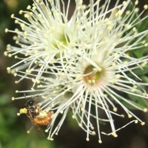 Exoneura sp. (genus) at Acton, ACT - 2 Nov 2020