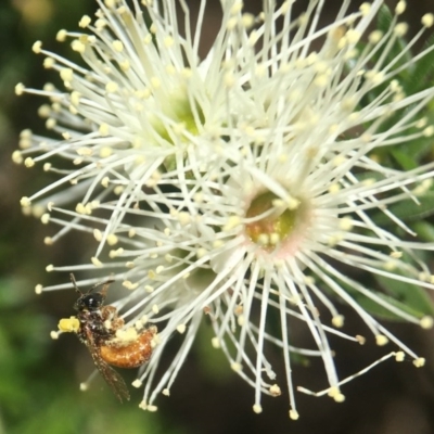 Exoneura sp. (genus) (A reed bee) at Acton, ACT - 2 Nov 2020 by PeterA