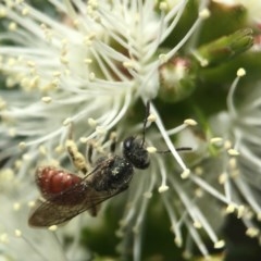 Lasioglossum (Parasphecodes) sp. (genus & subgenus) (Halictid bee) at Acton, ACT - 2 Nov 2020 by PeterA