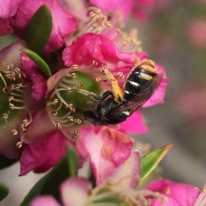 Lipotriches (Austronomia) ferricauda at Acton, ACT - 2 Nov 2020