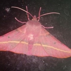 Oenochroma vinaria (Pink-bellied Moth) at Kambah, ACT - 3 Nov 2020 by RosemaryRoth
