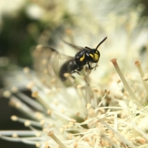 Hylaeus (Gnathoprosopoides) bituberculatus at Acton, ACT - 2 Nov 2020 01:51 PM