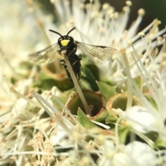 Hylaeus (Gnathoprosopoides) bituberculatus at Acton, ACT - 2 Nov 2020 01:51 PM