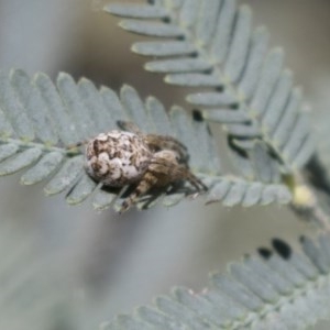 Araneus hamiltoni at Bruce, ACT - 13 Oct 2020