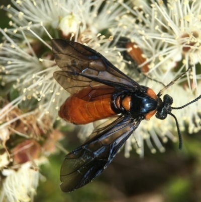 Lophyrotoma interrupta (Cattle Poisoning Sawfly) at Acton, ACT - 2 Nov 2020 by PeterA