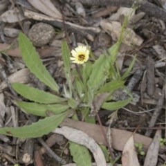 Tolpis barbata (Yellow Hawkweed) at Bruce, ACT - 13 Oct 2020 by AlisonMilton