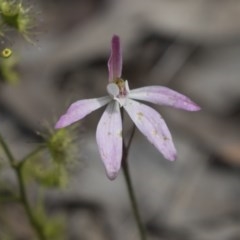 Caladenia fuscata (Dusky Fingers) at Bruce, ACT - 13 Oct 2020 by AlisonMilton