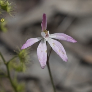 Caladenia fuscata at Bruce, ACT - suppressed