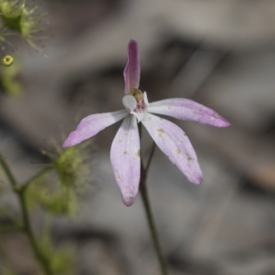 Caladenia fuscata (Dusky Fingers) at Bruce Ridge to Gossan Hill - 13 Oct 2020 by AlisonMilton