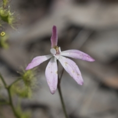 Caladenia fuscata at Bruce, ACT - 13 Oct 2020