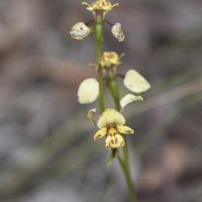 Diuris nigromontana (Black Mountain Leopard Orchid) at Gossan Hill - 13 Oct 2020 by AlisonMilton
