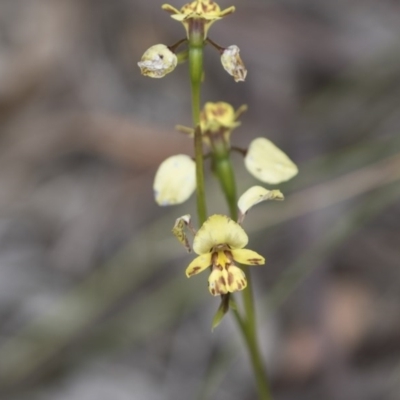 Diuris nigromontana (Black Mountain Leopard Orchid) at Bruce, ACT - 13 Oct 2020 by AlisonMilton