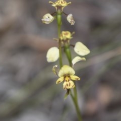 Diuris nigromontana (Black mountain leopard orchid) at Bruce, ACT - 13 Oct 2020 by AlisonMilton