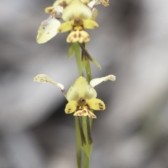 Diuris nigromontana at Bruce, ACT - suppressed