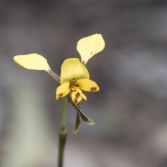 Diuris nigromontana at Bruce, ACT - suppressed