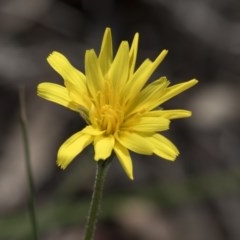 Microseris walteri (Yam Daisy, Murnong) at Gossan Hill - 13 Oct 2020 by AlisonMilton