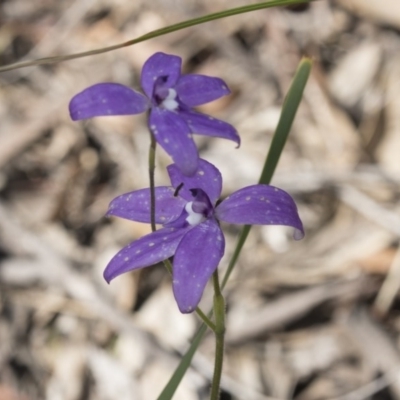 Glossodia major (Wax Lip Orchid) at Bruce, ACT - 14 Oct 2020 by AlisonMilton