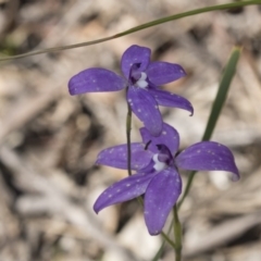 Glossodia major at Bruce, ACT - 14 Oct 2020