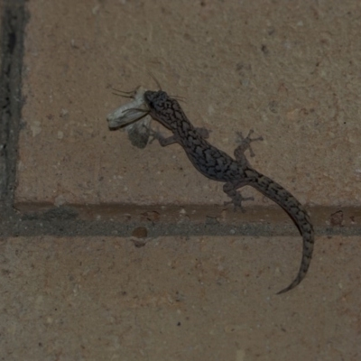 Christinus marmoratus (Southern Marbled Gecko) at Higgins, ACT - 17 Oct 2020 by AlisonMilton
