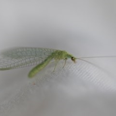 Chrysopidae sp. (family) (Unidentified Green lacewing) at Higgins, ACT - 17 Oct 2020 by AlisonMilton