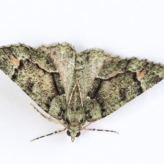 Aeolochroma metarhodata at Higgins, ACT - 14 Oct 2020