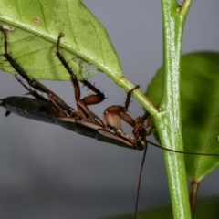 Drymaplaneta communis (Eastern Wood Runner, Common Shining Cockroach) at Melba, ACT - 2 Nov 2020 by kasiaaus