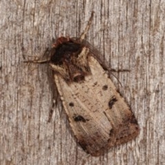 Agrotis porphyricollis (Variable Cutworm) at Melba, ACT - 2 Nov 2020 by kasiaaus