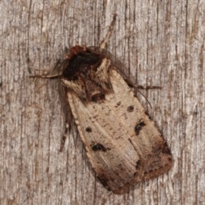 Agrotis porphyricollis at Melba, ACT - 2 Nov 2020 10:07 PM