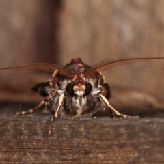 Agrotis porphyricollis at Melba, ACT - 2 Nov 2020