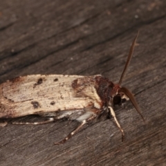 Agrotis porphyricollis at Melba, ACT - 2 Nov 2020 10:07 PM