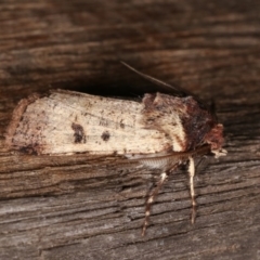 Agrotis porphyricollis at Melba, ACT - 2 Nov 2020 10:07 PM