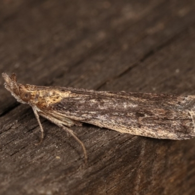 Faveria tritalis (Couchgrass Webworm) at Melba, ACT - 2 Nov 2020 by kasiaaus