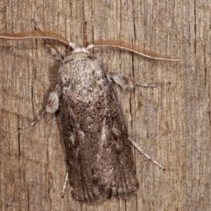 Cryptophasa irrorata at Melba, ACT - 4 Nov 2020 12:01 AM