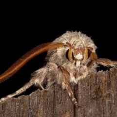 Cryptophasa irrorata at Melba, ACT - 4 Nov 2020