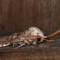 Cryptophasa irrorata at Melba, ACT - 4 Nov 2020 12:01 AM