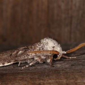 Cryptophasa irrorata at Melba, ACT - 4 Nov 2020 12:01 AM