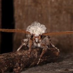 Cryptophasa irrorata at Melba, ACT - 4 Nov 2020