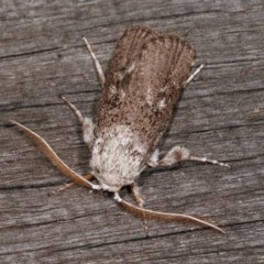 Cryptophasa irrorata at Melba, ACT - 4 Nov 2020 12:01 AM