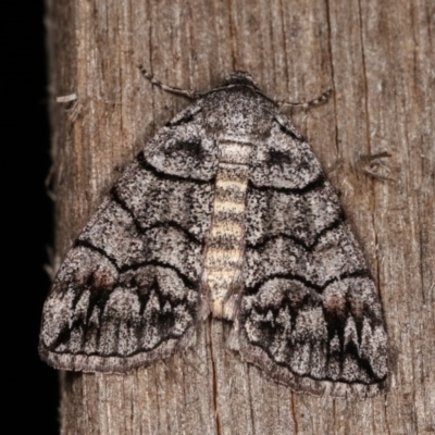 Dysbatus singularis (Dry-country Line-moth) at Melba, ACT - 2 Nov 2020 by kasiaaus