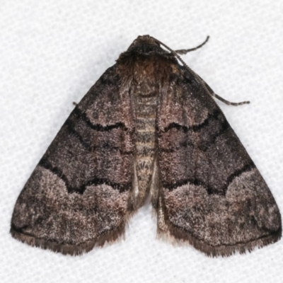 Dysbatus undescribed species (A Line-moth) at Melba, ACT - 2 Nov 2020 by kasiaaus